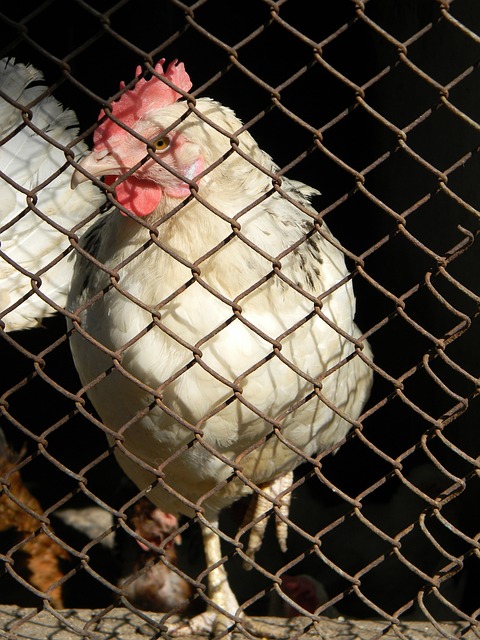 的完美结合 的完美结合