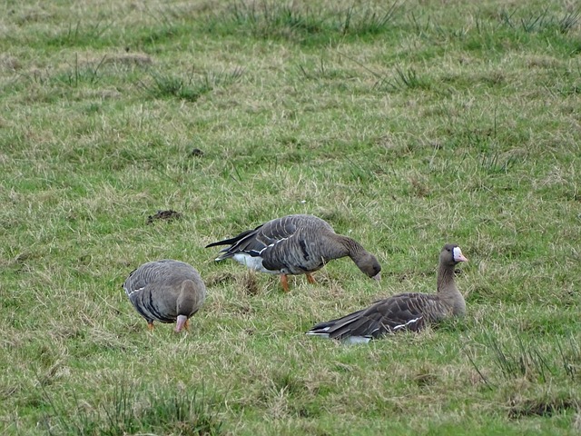 能力成为中 能力成为中